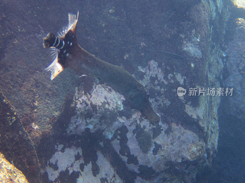 La Palma, Playa de los canajos的喇叭鱼(Aulostomus maculatus)， Cumbre Vieja火山爆发造成的浑浊的水，以及水中存在的火山灰。